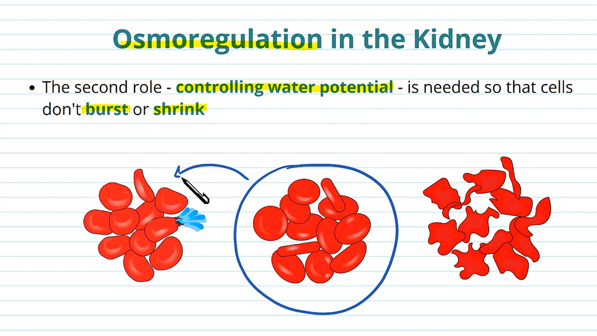 The Role of the Kidney