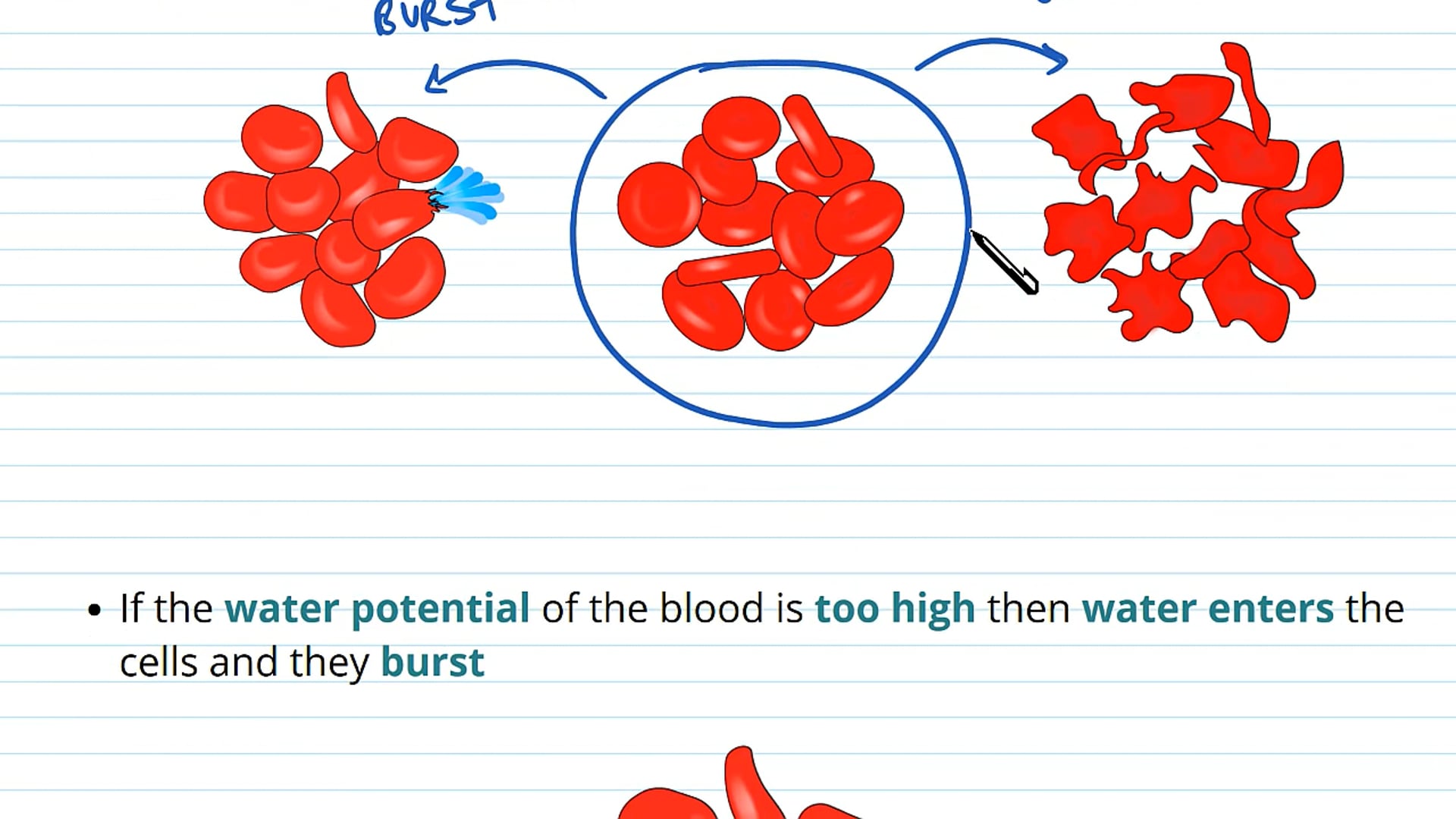 The Role of the Kidney