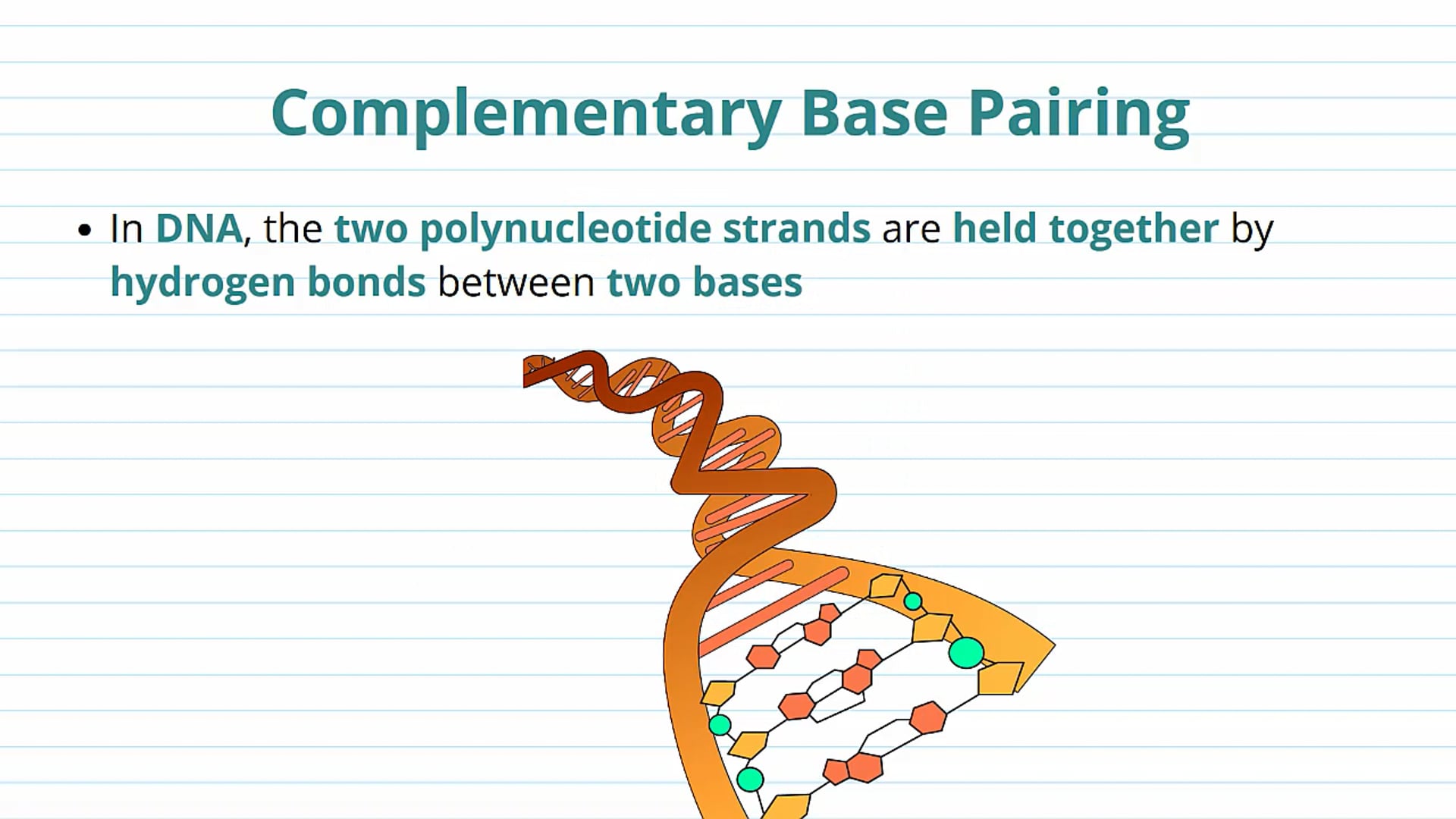 The Structure of DNA