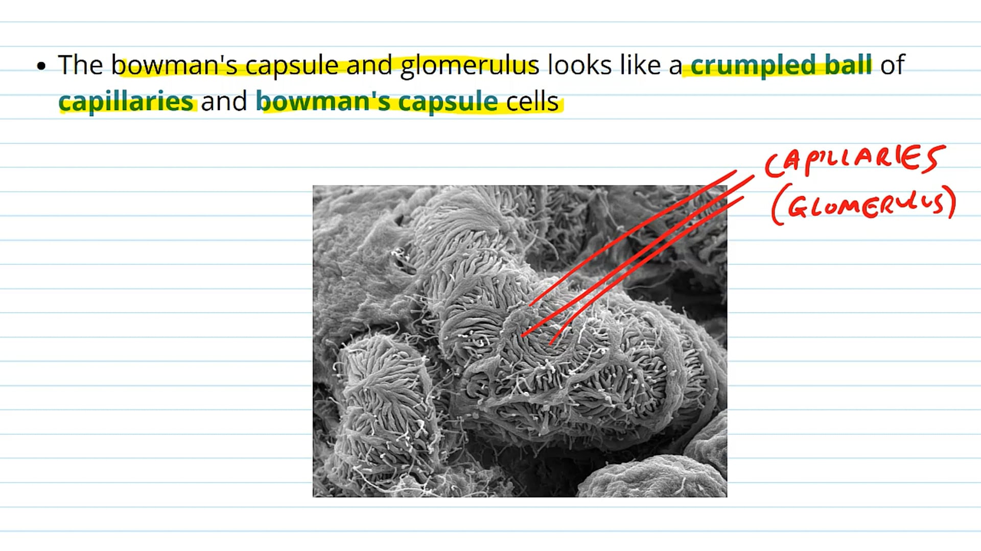 The Structure of the Kidney