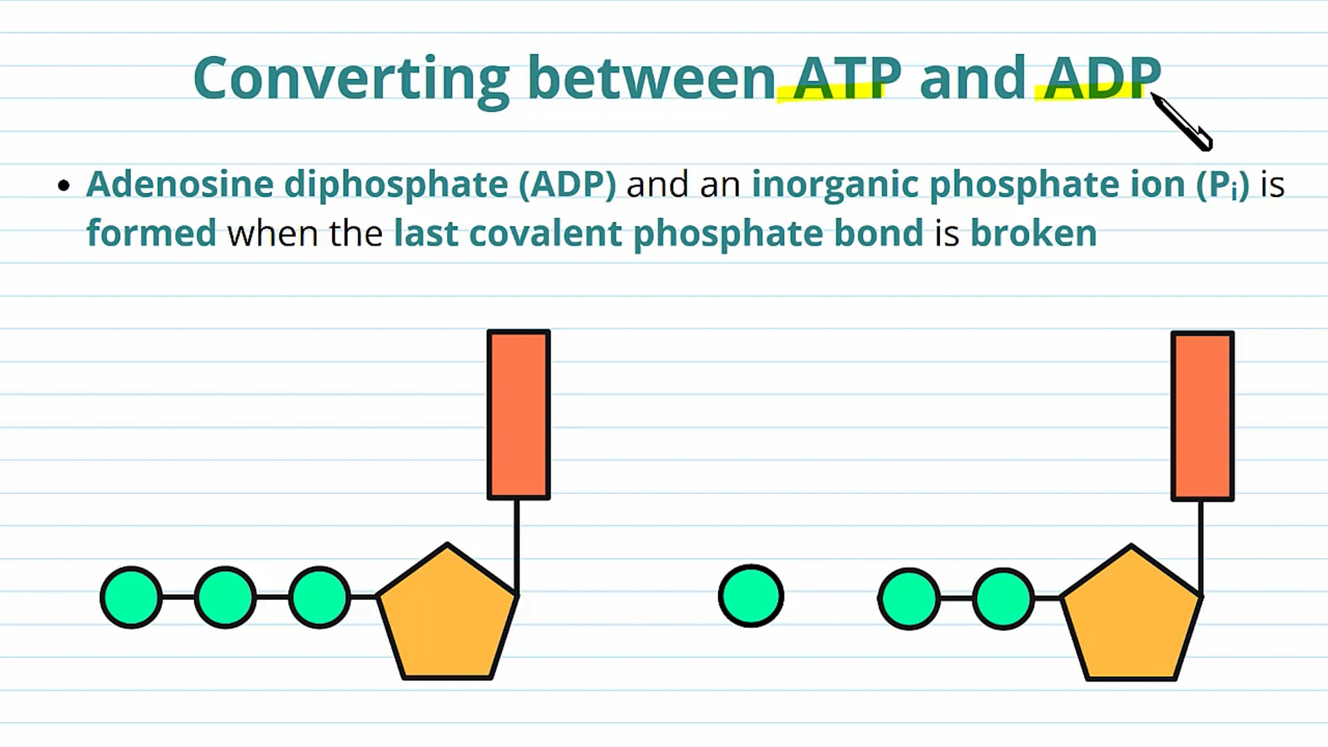 The Synthesis and Hydrolysis of ATP