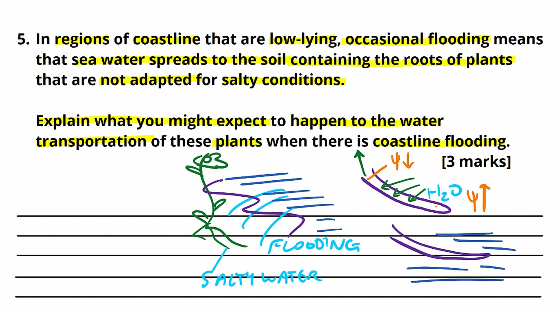 The Xylem and Transpiration Exam Question