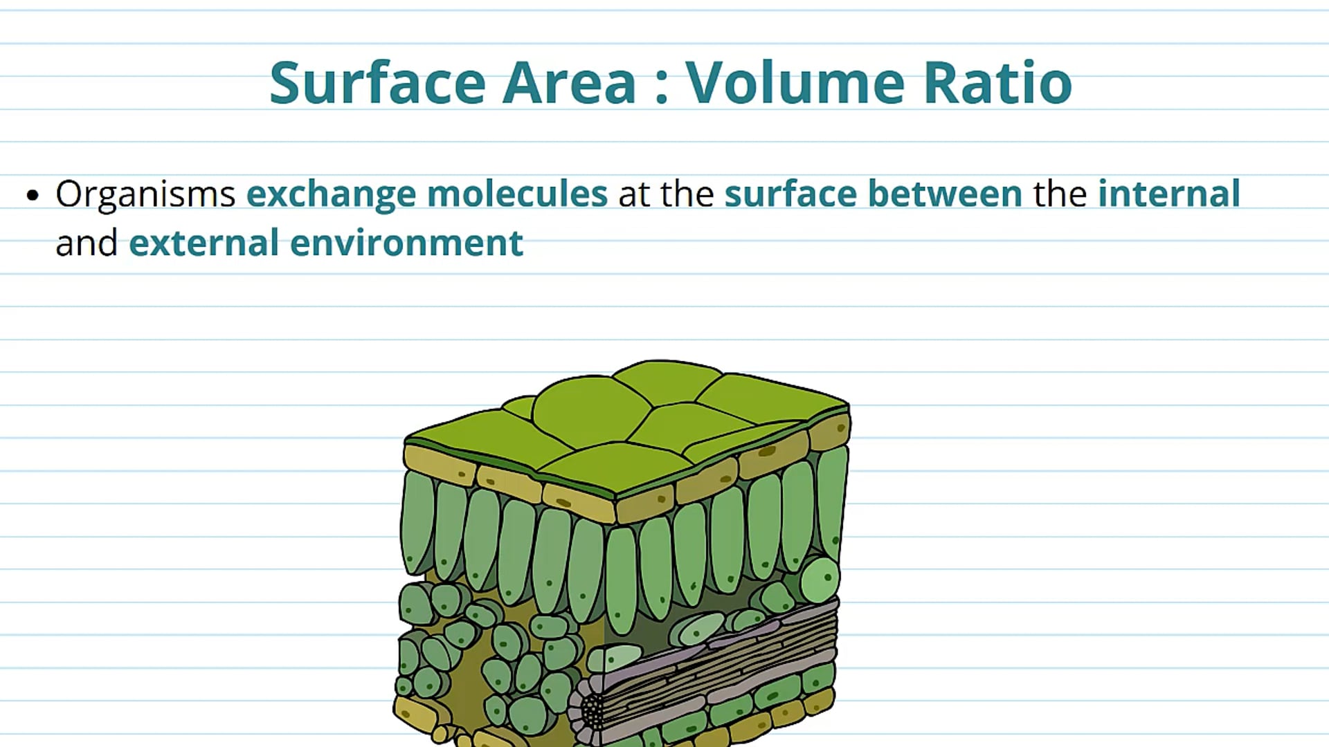 Understanding Surface Area to Volume Ratio