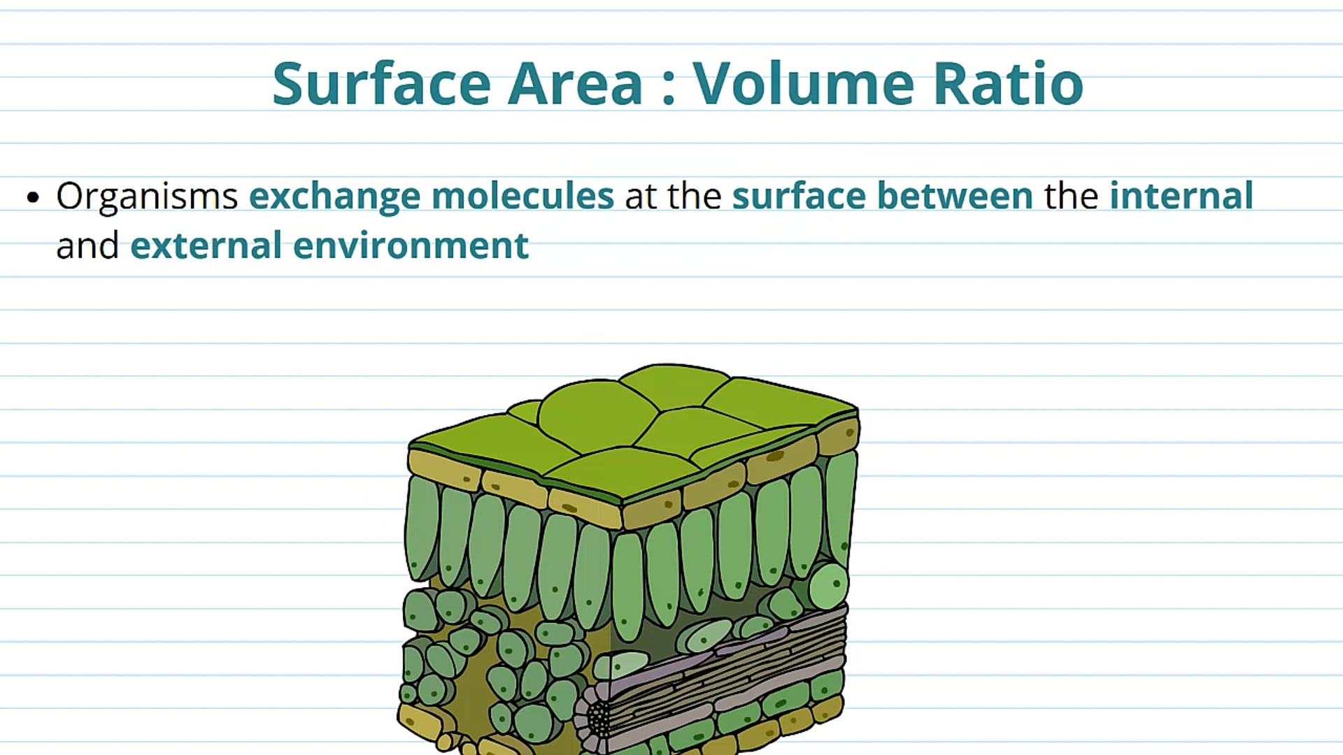 Understanding Surface Area to Volume Ratio