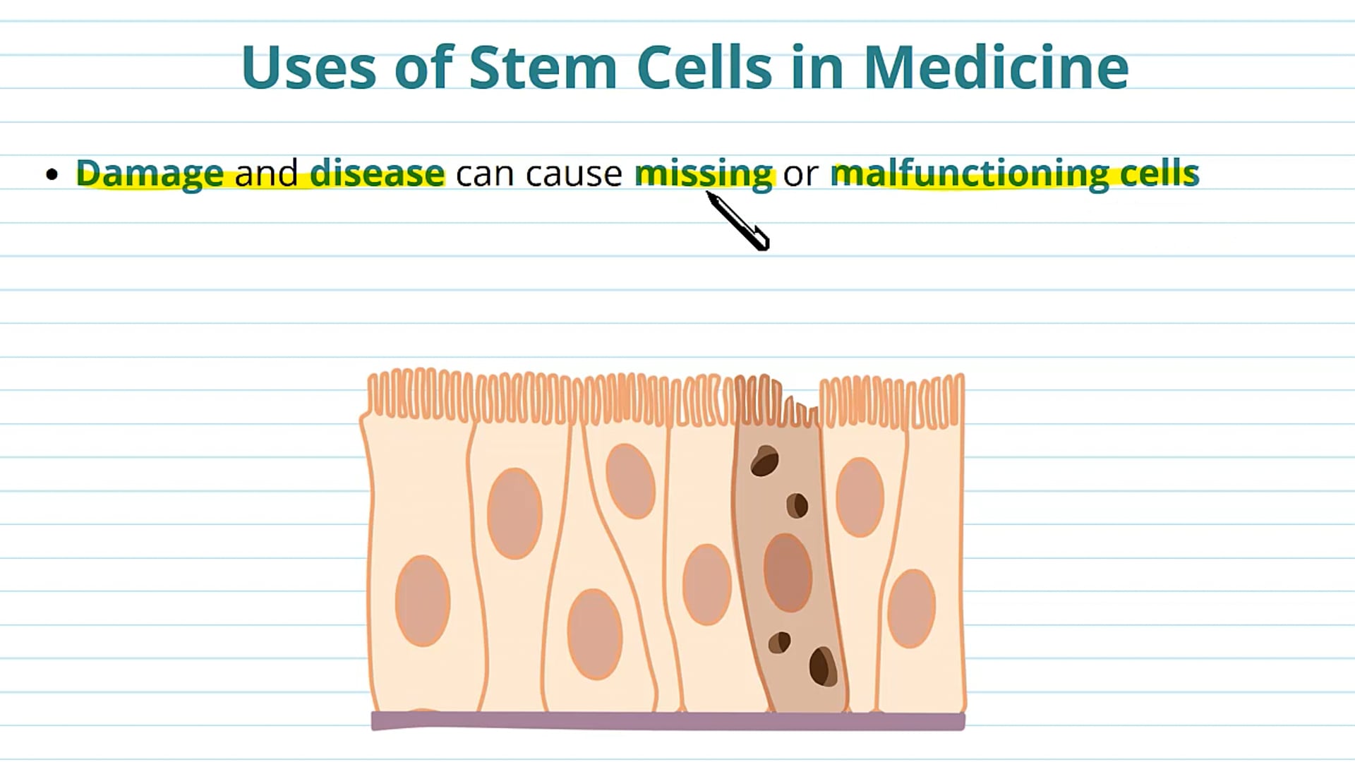 Uses of Stem Cells